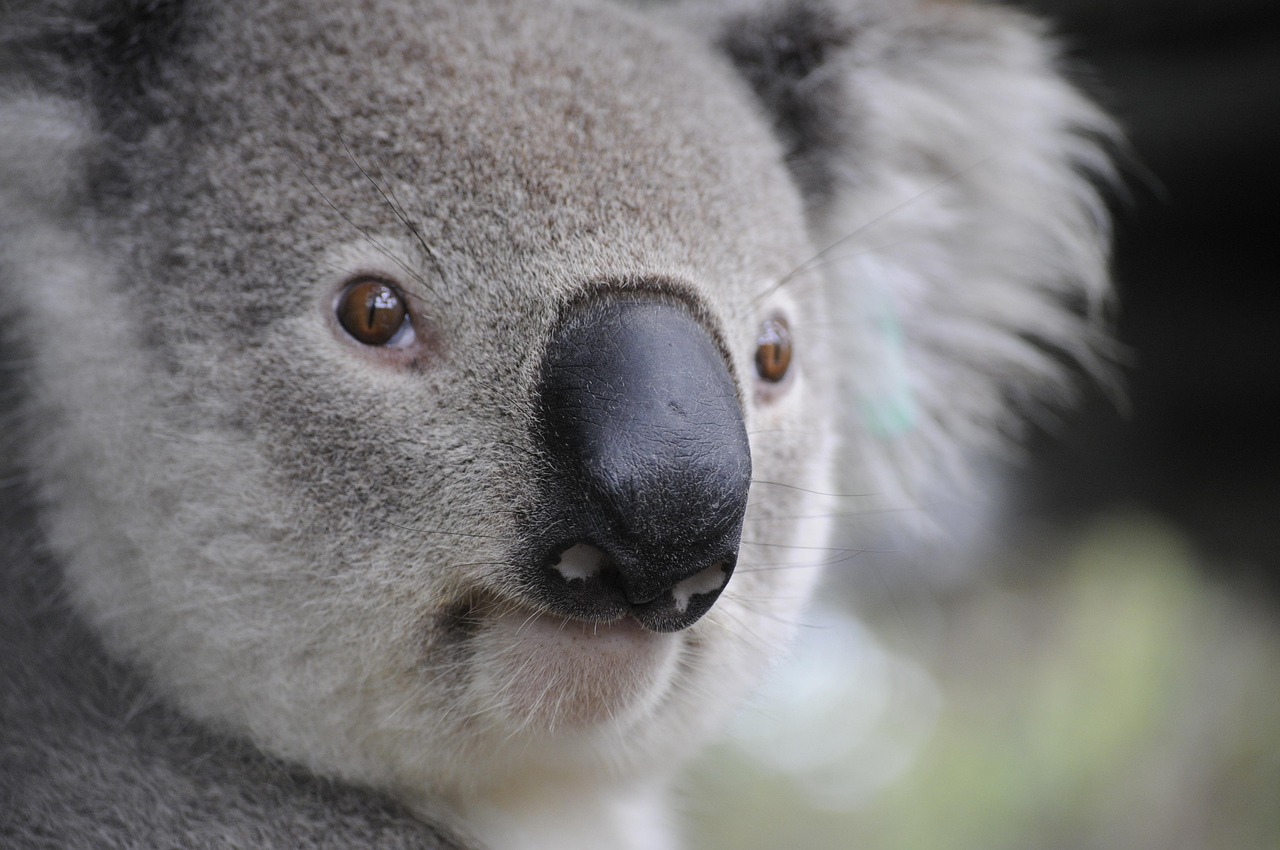 Australia Housing Policy 2026-27